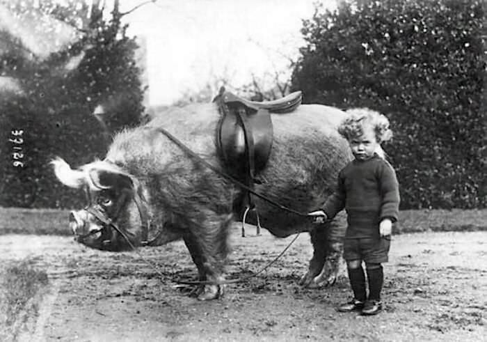 Boy with his boar, 1930.