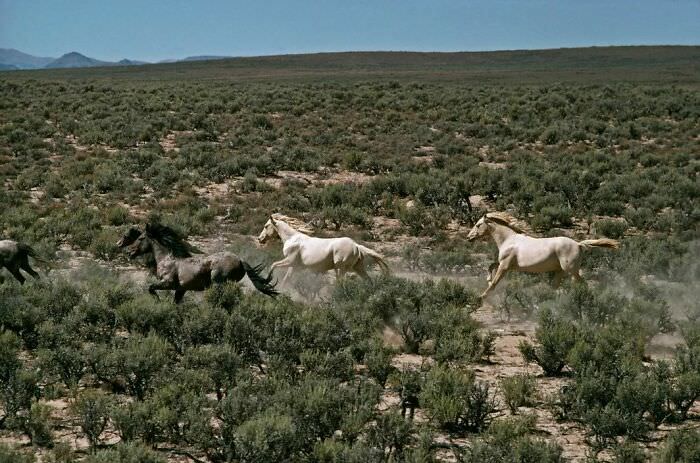 USA, Nevada, 1977. Wild horses.