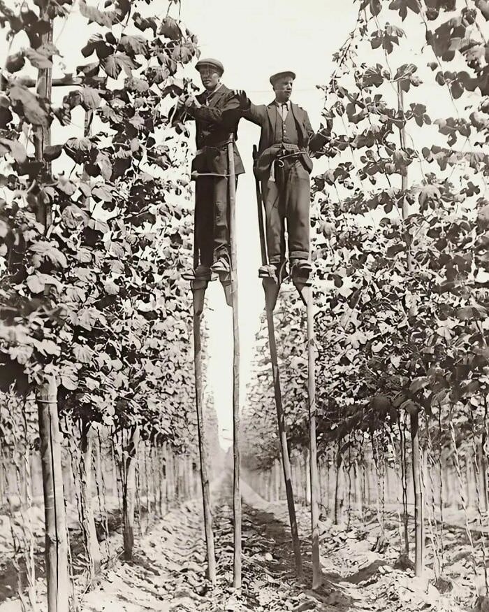 Hop pickers on stilts in Faversham, England, 1920.