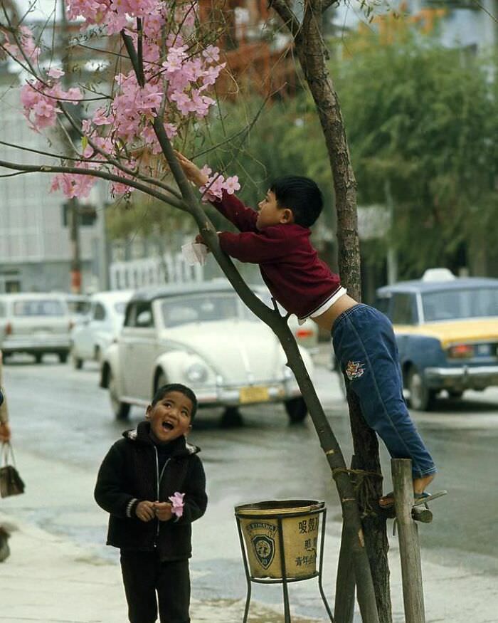 Young boys decorate a bare tree with plastic blossoms near a busy street, Naha, Okinawa, Japan, 1963.