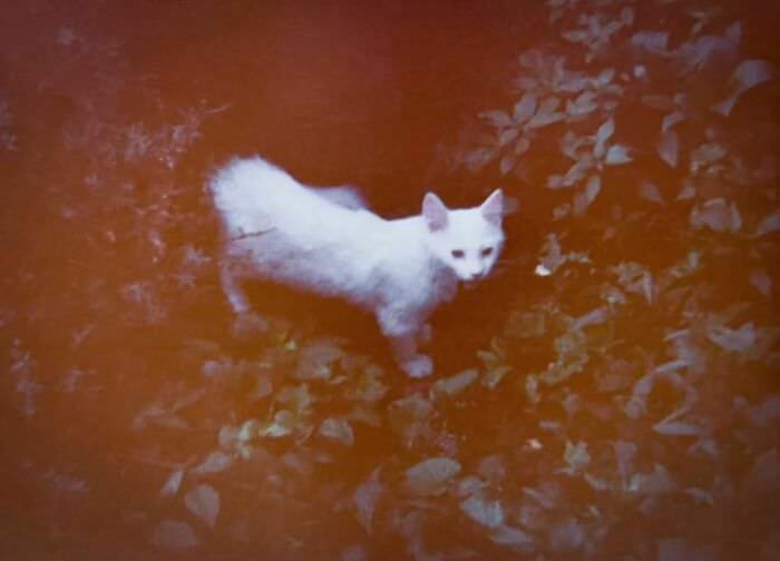 Love this photo. It's so dark and otherworldly, like a little fairy-cat captured at dusk. 1960s.