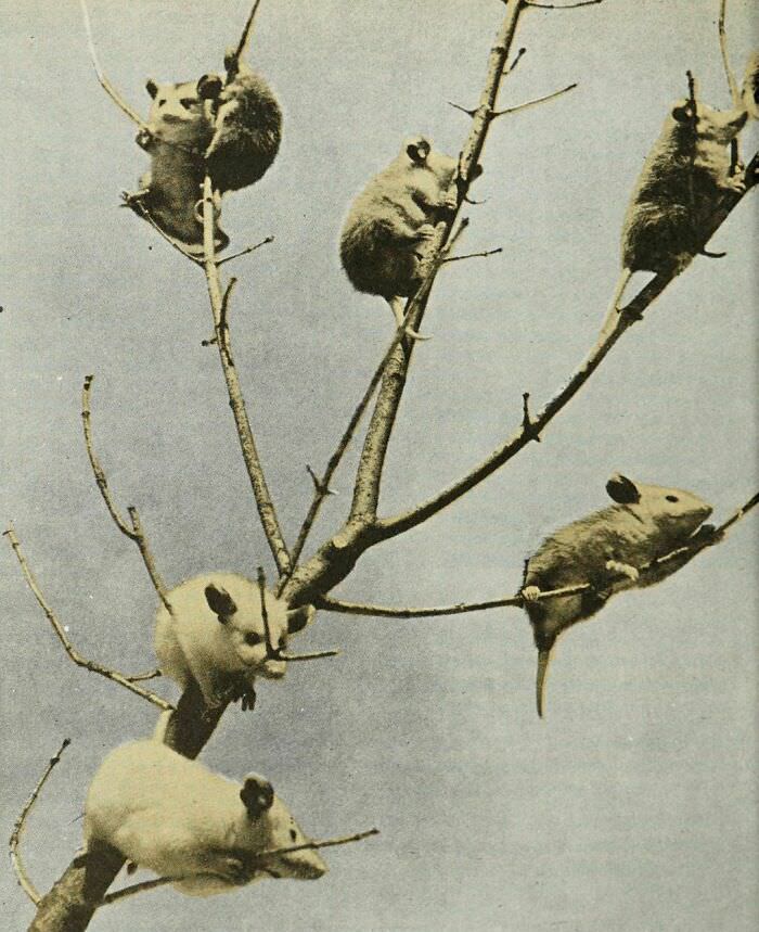 A tree full of baby opossums, 1958. By Charles Philip Fox.