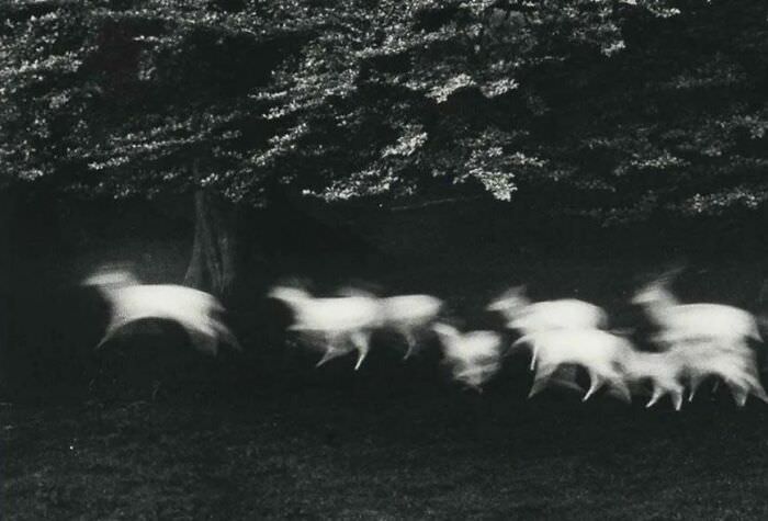 Running white deer, County Wicklow, Ireland, 1967. Photo by Paul Caponigro.
