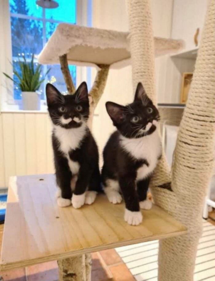 These kittens with perfect mustache patterns.
