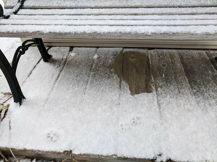 The spot where a cat waited out the snowfall.