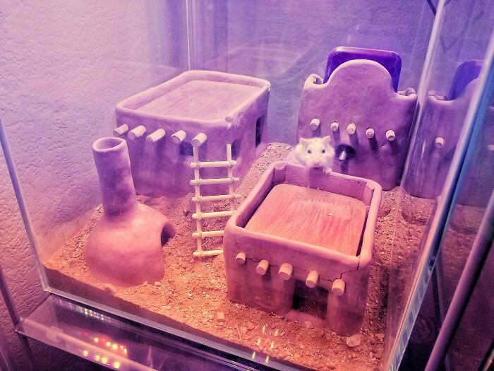 I made a pueblo out of clay for my Roborovski hamster.