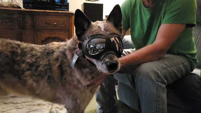 My dog hates getting rain/wind in his eyes, so my dad got him goggles for Christmas for when they go hiking.
