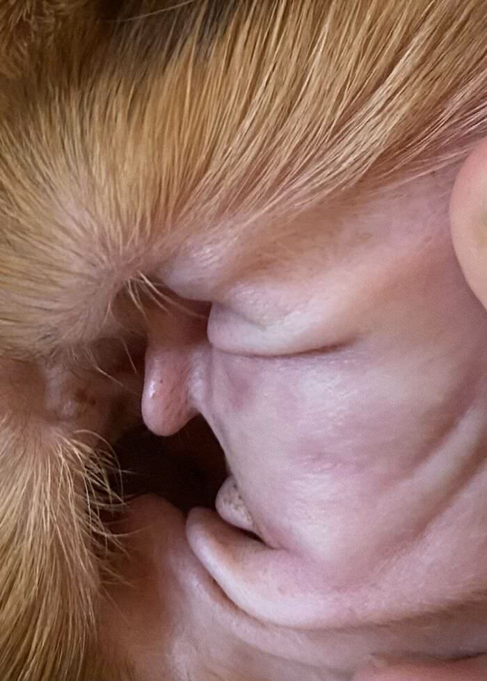 The inside of my dog's ear looks a bit like Trump's profile.
