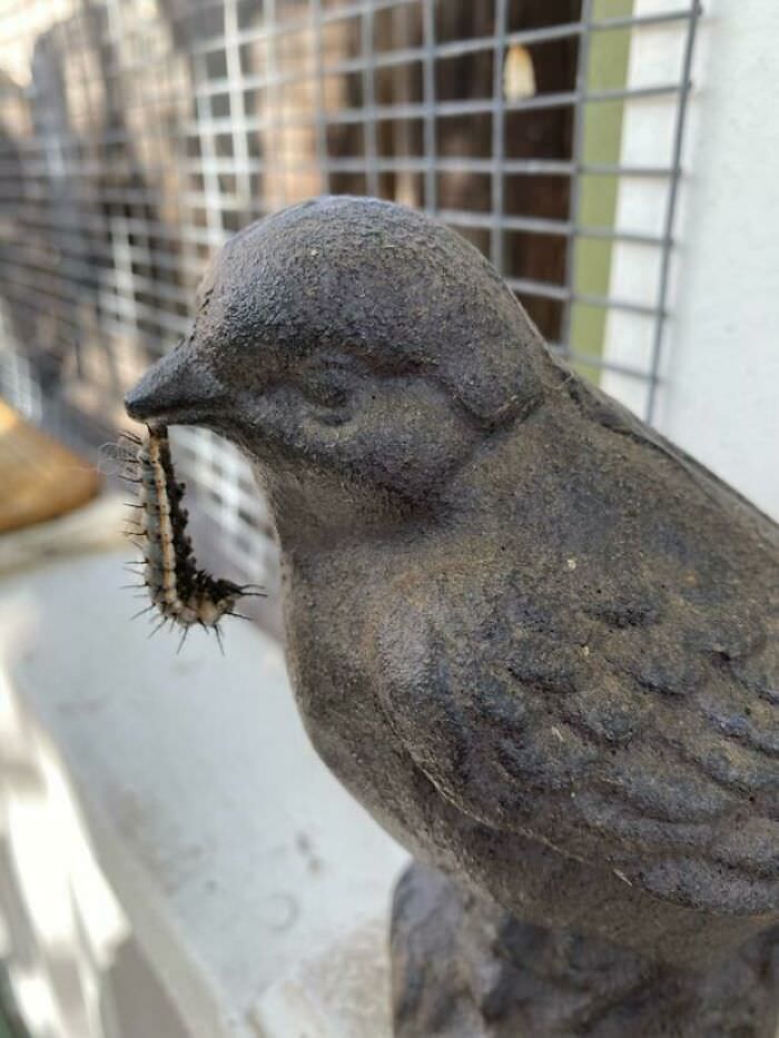 This caterpillar cocooning in a beak of a cast iron bird statue.