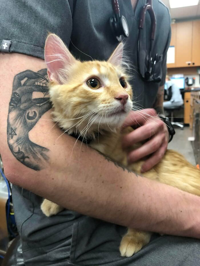 It looks like my coworker’s tattoo is petting the kitten.