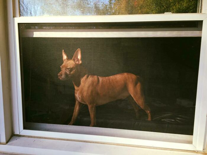 I snapped a photo of my dog through a window screen that looks like an old painting.