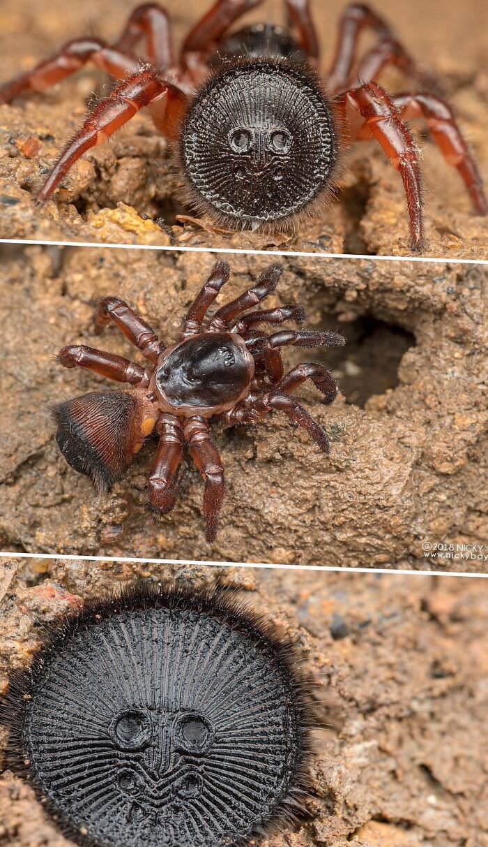 The Cork-Lid Trapdoor Spider. If you see what looks like an ancient coin buried in sand, leave it alone.