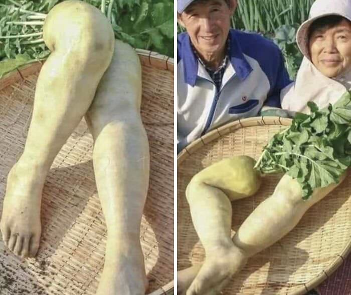 Vegetables shaped like humans. This farmer couple used silicon to create molds in the shape of their own feet. They then planted turnips using these molds. As the turnips grew, they filled the molds and took on the shape of their feet.