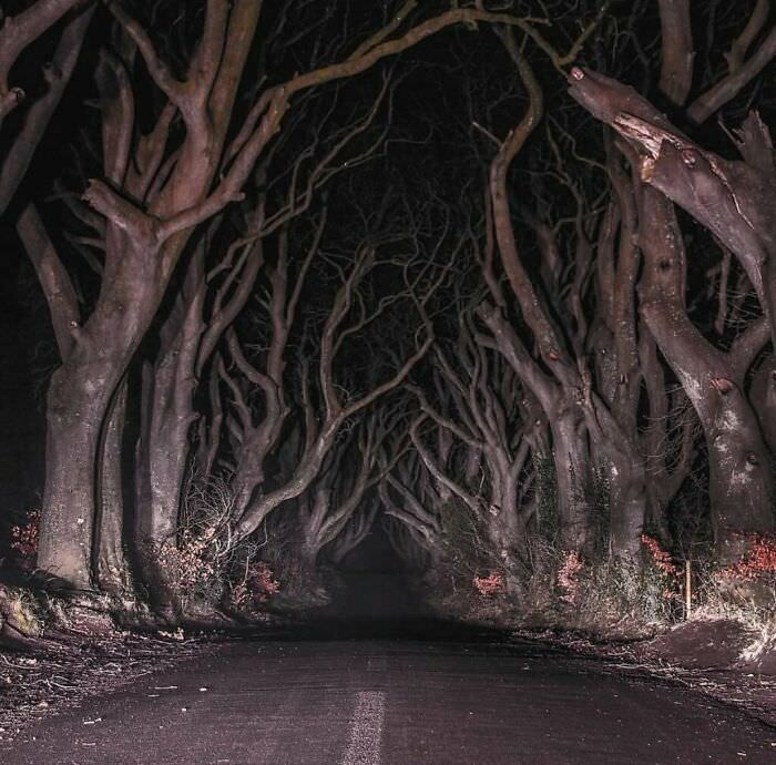 Dark Hedges, Ireland.