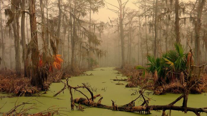 Subtropical swamp in Louisiana, USA.