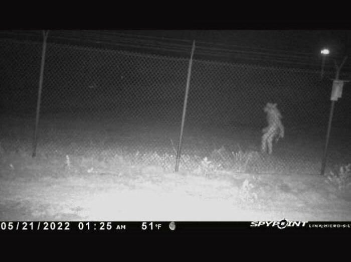 Texas city shares photo of unidentified "entity" outside zoo.