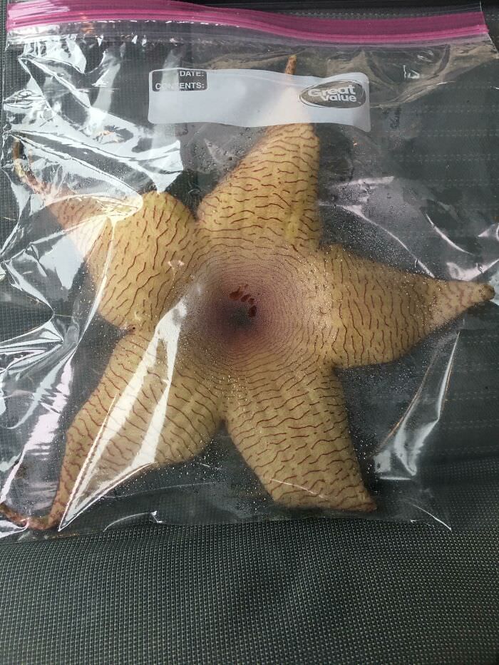 Our HR team just received a Stapelia flower as a thank you from a candidate. There's a note warning not to touch it because it will sting and not to smell it because it smells like rotten flesh.