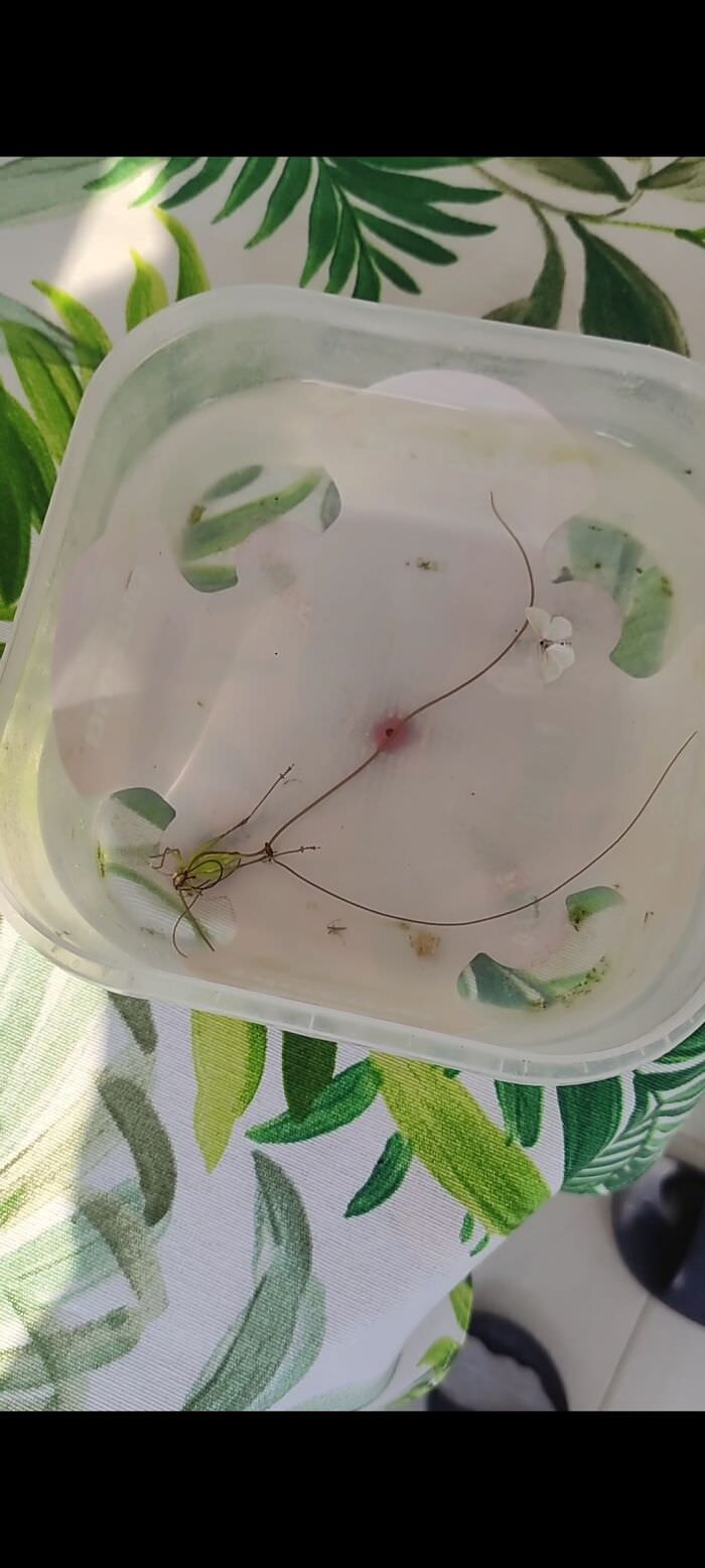 Found this in my dog's water. Assured that a grasshopper somehow got stuck in some weeds and drowned. Yeah, these are no weeds, I'm uncertain what exactly they are but they are moving.