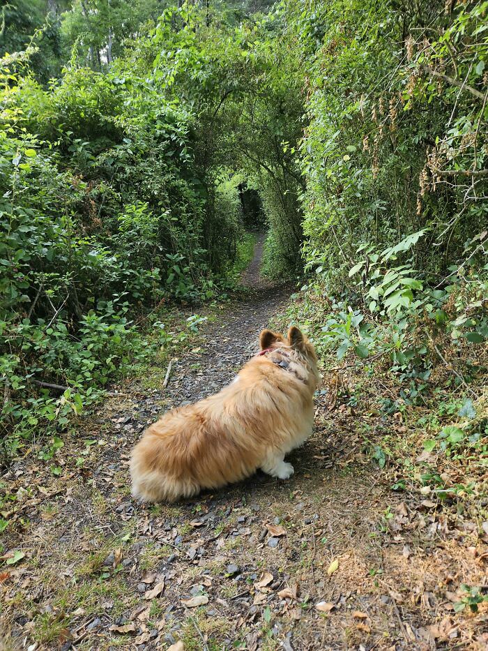 My dog was pretty nervous about heading down this trail for some reason.