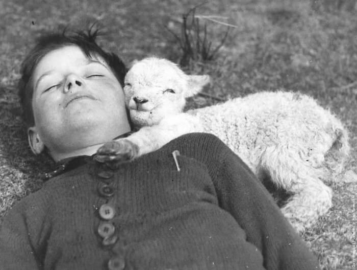 Farm boy with a newly-born lamb, 1940.