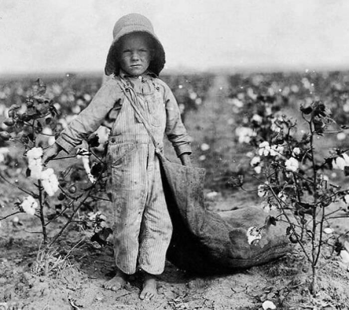 5-year-old Harold Walker picks 20 to 25 pounds of cotton a day, Oklahoma, 1916.