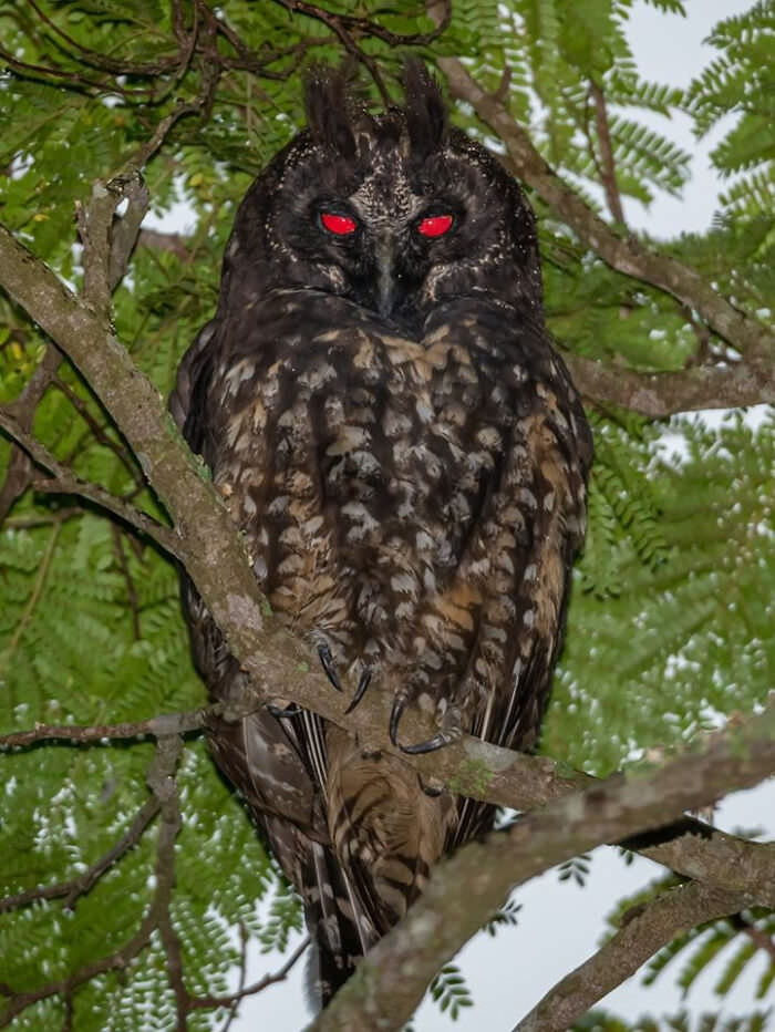 Stygian Owl known for red reflection of their eyes that are often associated with the devil.