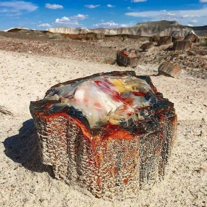 A 225 million-year-old petrified opal tree trunk located in Arizona.