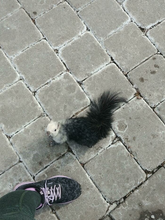 Black and white squirrel that came up to me on my walk.