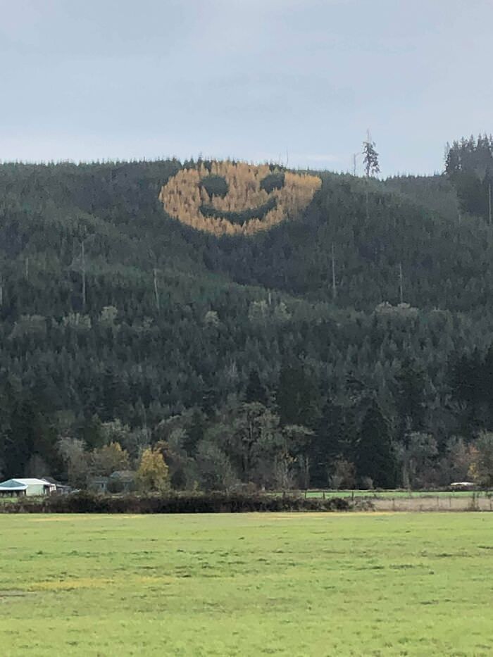 How they replanted this forest to smile at you in the fall.