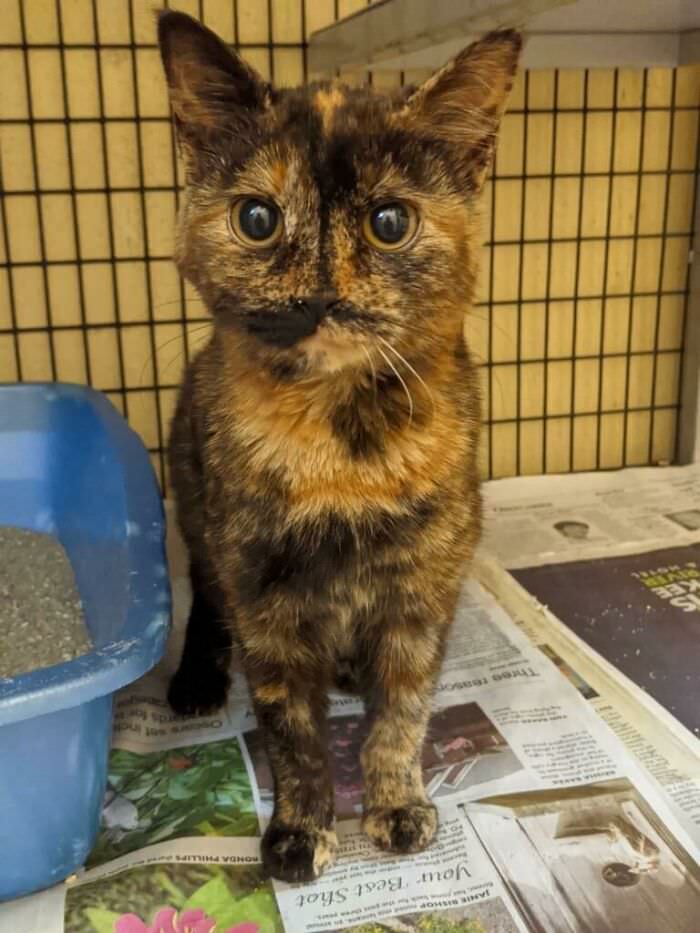 This cat's markings make it look like its nose is missing.