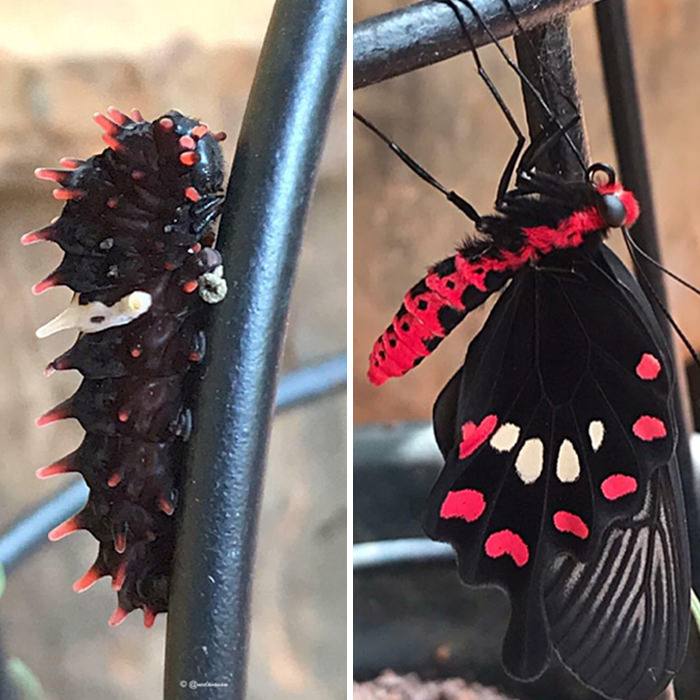 Watched a crimson rose caterpillar metamorphosize to a butterfly.
