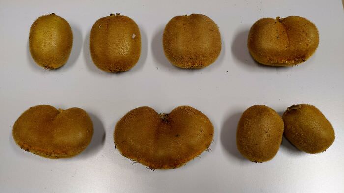 Our kiwi vine produces mostly twins and triplet fruits, enough to showcase the cell division process.