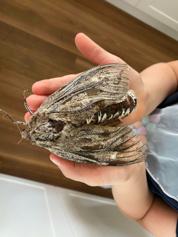 This 5-inch moth we found in our house yard today.