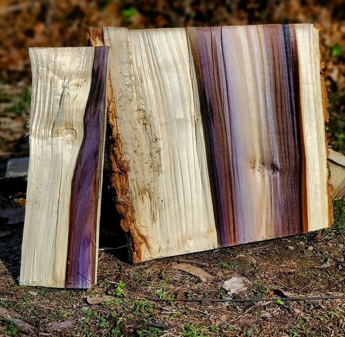Found these beautiful colors hiding inside a piece of wood.