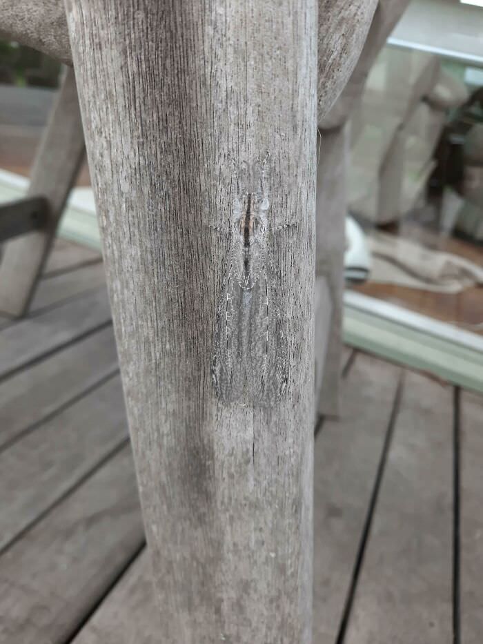 This well-camouflaged moth.