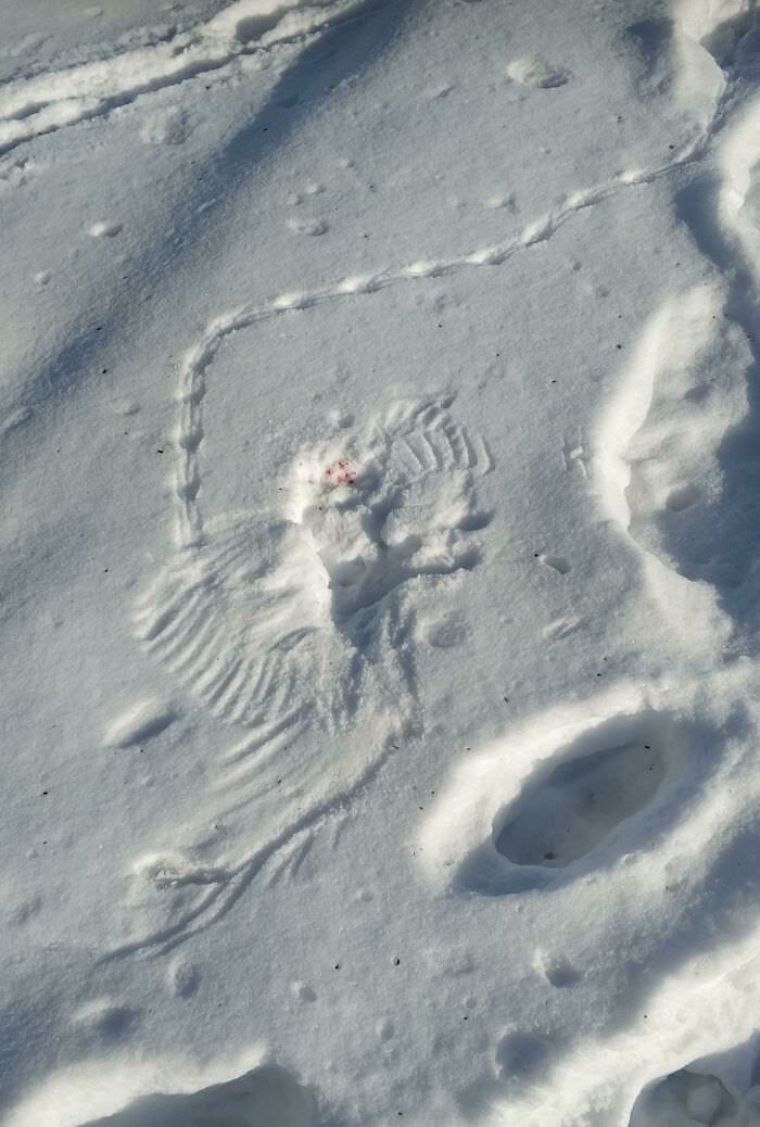 A snow imprint of a bird catching a mouse.