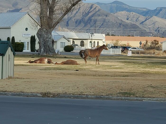 Wild horses in the town center where I live.