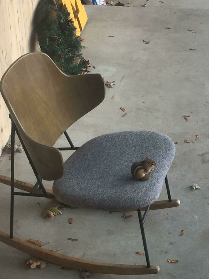This chipmunk came and sat in the chair on my front porch to eat his acorn.