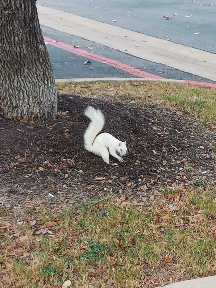 I saw an albino squirrel at the doctor's office today.