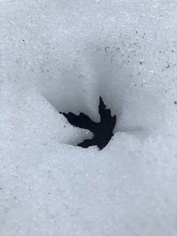 The way the sun warmed this leaf, and it sank into the snow.