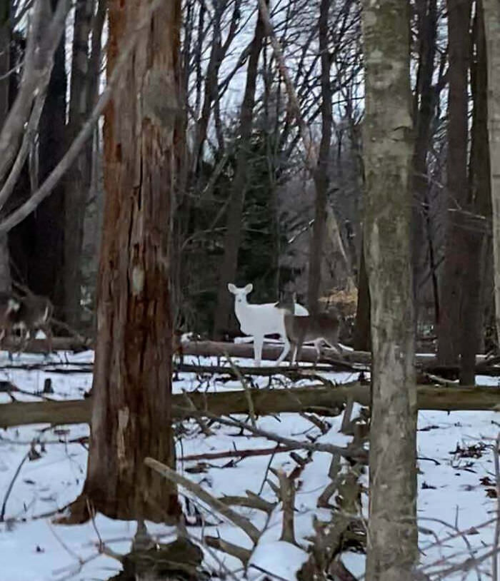 I saw a white deer in the woods the other day.