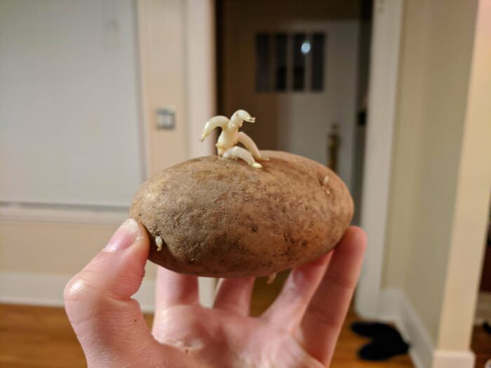 My potato looks like it's trying to escape itself.