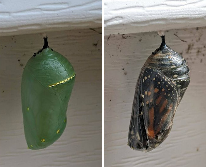 The progression of this cocoon hanging off the side of our house is awesome. Photos taken 8 days apart.