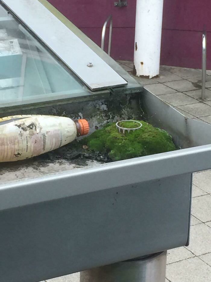The moss growing in this bus stop gutter looks like a tiny ancient ruin on top of a hill.