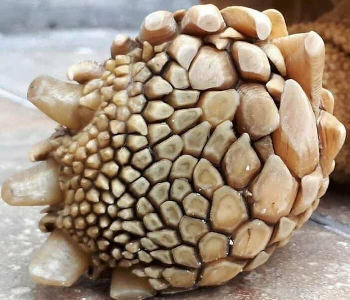 The bottom of a Sulcata tortoise foot.