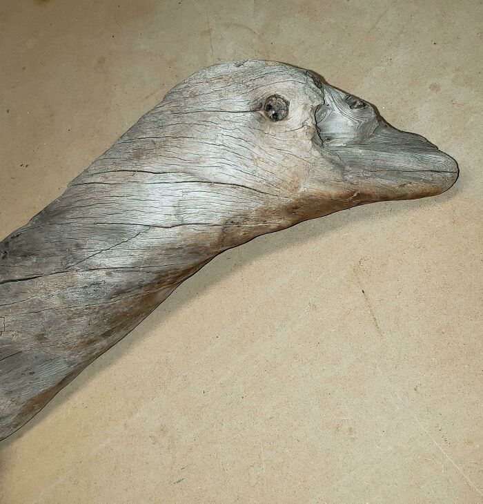 This piece of driftwood that looks like a goose.