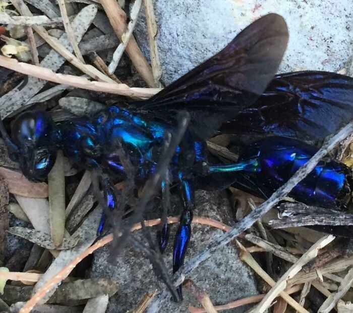 Chrome blue wasp I found in my backyard.