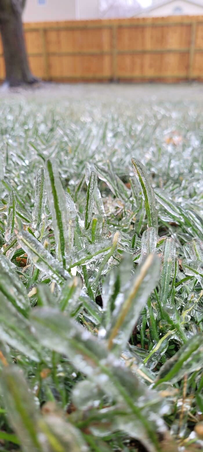 It rained, and now the grass is encased in ice.