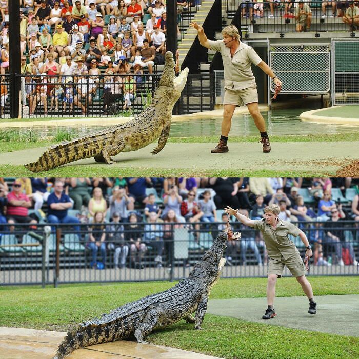 Steve and Robert Irwin feeding the same crocodile 15 years apart.
