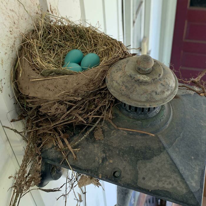 We were going to have a new robin family - until our neighbor poisoned his lawn and the parent robins ate from it and died.